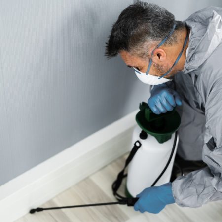 kammerjäger schädlingsbekämpfung schädlinge bekämpfen bielefeld owl notdienst notfall insekten bienen wespen entfernen